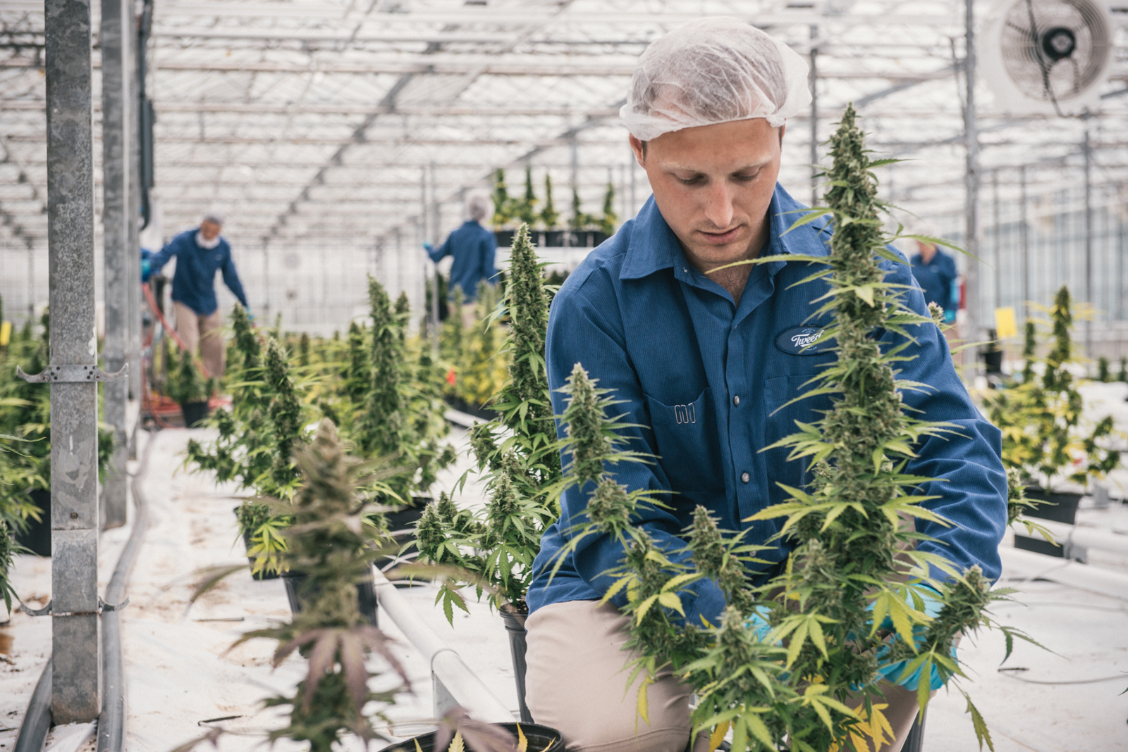 Operator of world’s largest grow facility expanding to over one million square feet