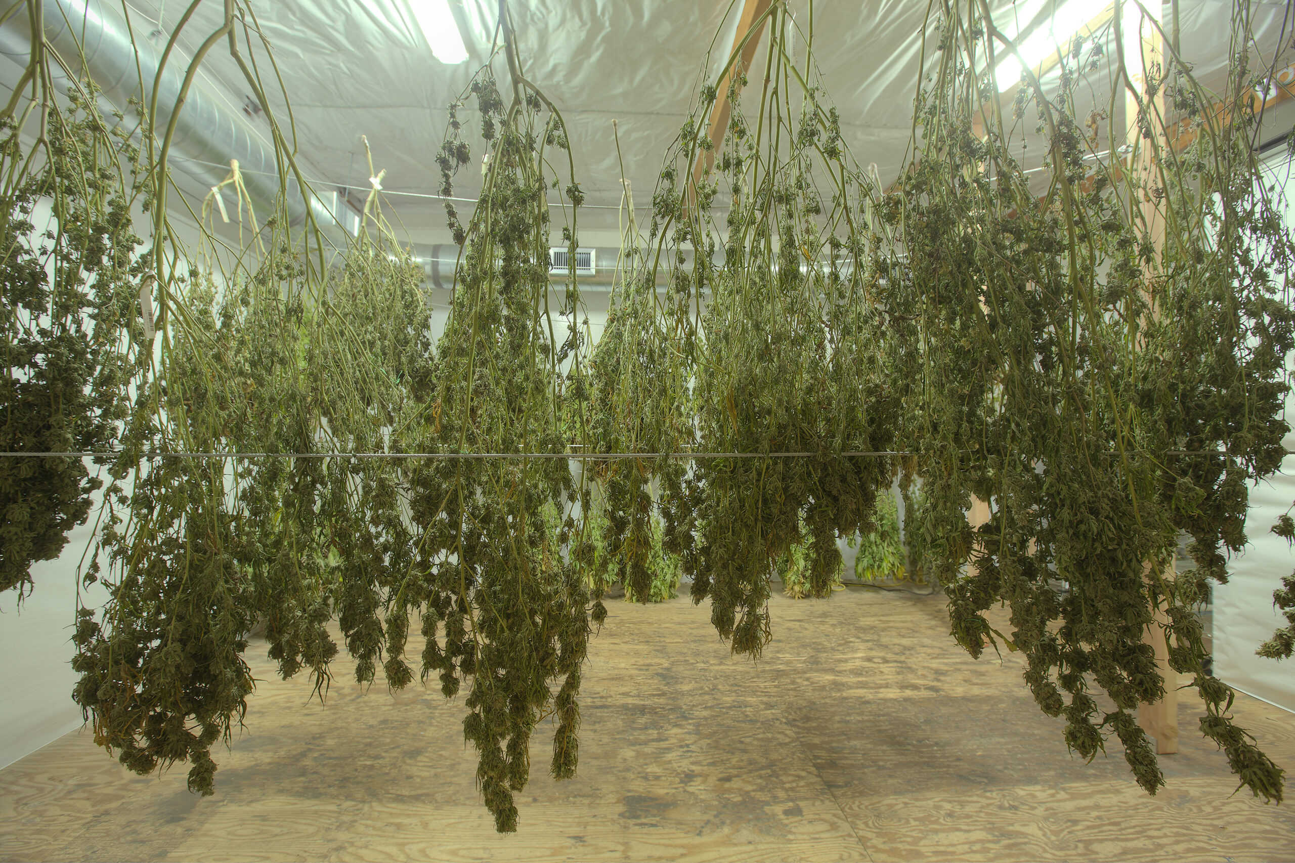 New Cannabis Drying Technology Will Reduce Cost, Improve Product For Canadian Market