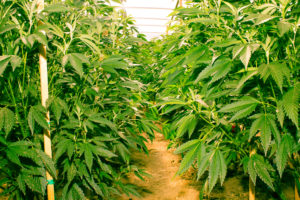 Supreme’s 7Acres begins growing Wappa in new facility