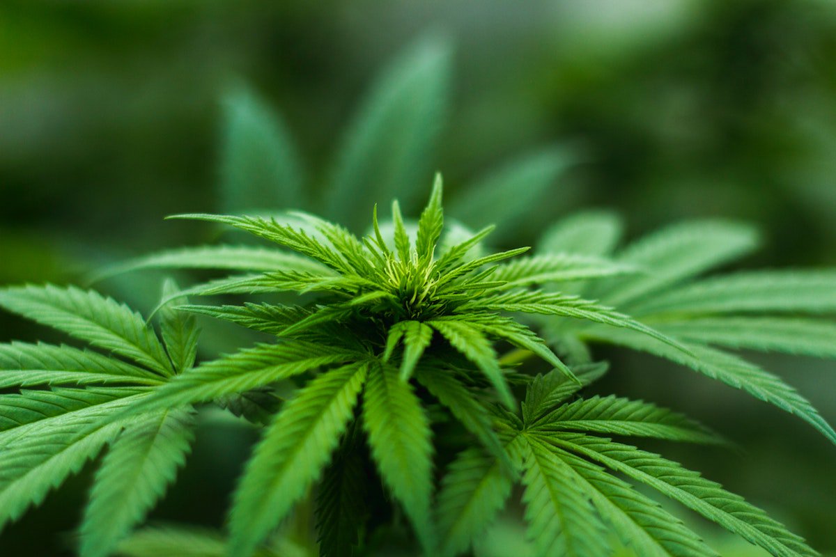 blur cannabis close up 606506 1