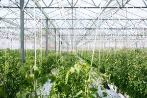 MedReleaf to Purchase 164 Acres with 23-Acre Greenhouse