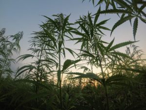 Is all Fair in Recreational Cannabis Usage?