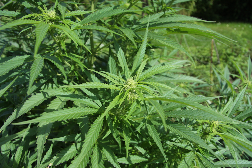 Cannabis sativa plant 4