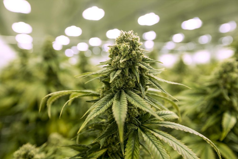 MJardin Receives Full Purchase Price from Joint Venture Partner and Begins Phase 2 Development at its Largest Cultivation Facility