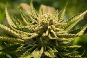 Medical Cannabis to Grow 36% Through 2024.