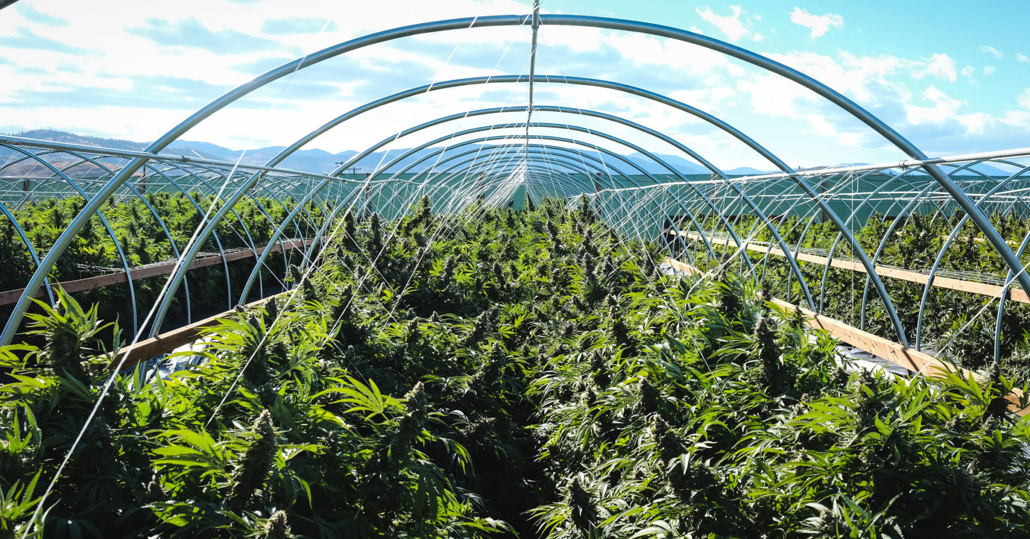 cannabis farm 1