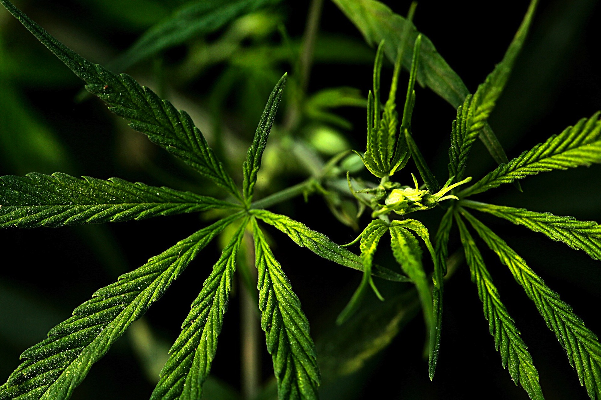 The United Kingdom Announces Plans for the Legalization of Medical Cannabis