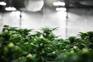 District Cannabis Unveils New State-of-the Art Cultivation Center in Maryland