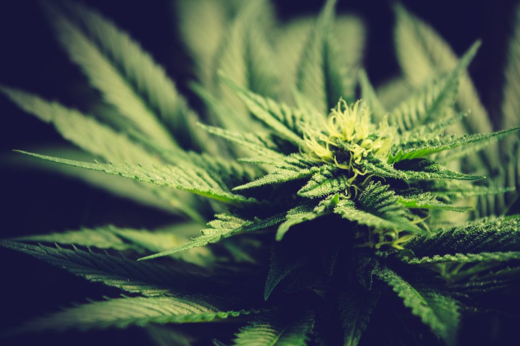 3 Things You Need to Know Before Investing in Marijuana Stocks