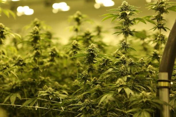 Auxly Cannabis: Canadian Marijuana Stock Production Update