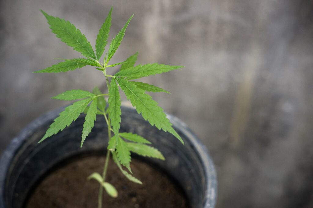 BioHarvest Sciences Milestones in Cannabis BioFarming