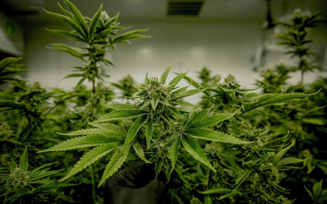 Unrivaled Brands Launches New State of the Art Cultivation Facility