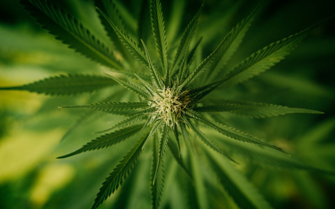 20.25% Y-O-Y Growth Rate for Marijuana Market in 2021