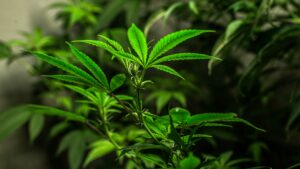 Is IIPR the Best Cannabis Stock for 2021?