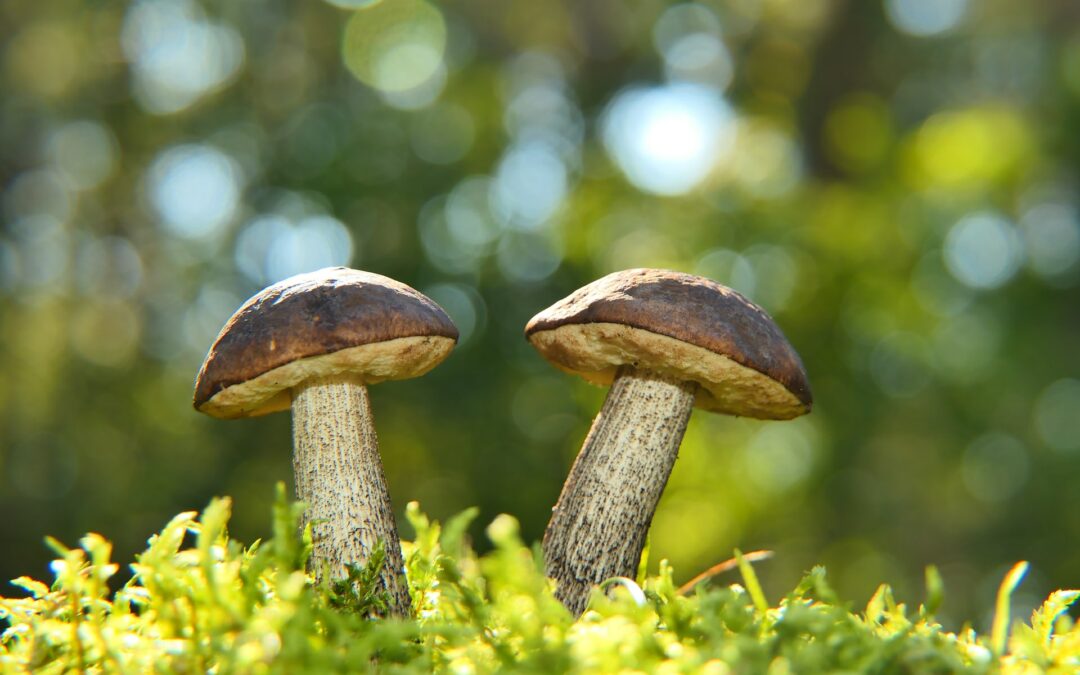 Magic Mushrooms: The Next Best Health Supplement?
