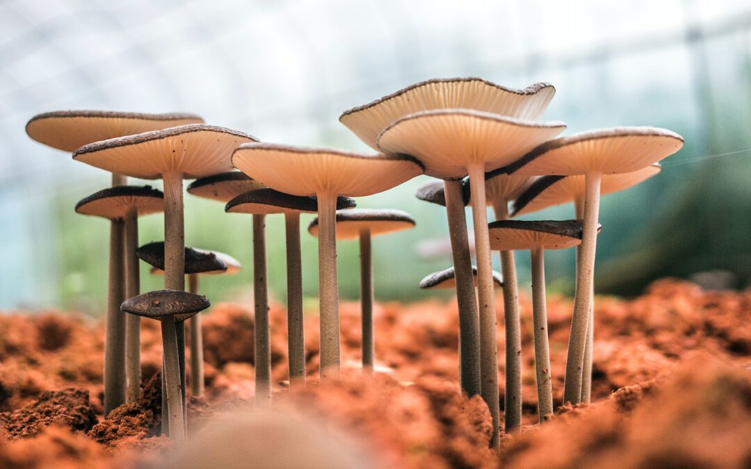 Get Ready for the 'Shroom Boom